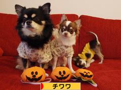 にほんブログ村 犬ブログ チワワへ