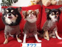 にほんブログ村 犬ブログ チワワへ