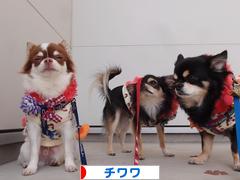 にほんブログ村 犬ブログ チワワへ