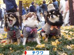 にほんブログ村 犬ブログ チワワへ
