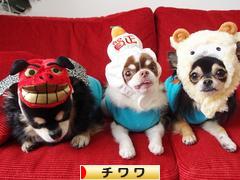 にほんブログ村 犬ブログ チワワへ