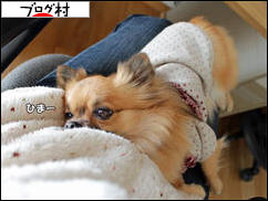 にほんブログ村 犬ブログ チワワへ