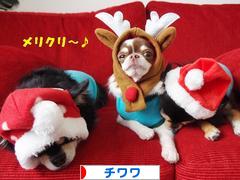 にほんブログ村 犬ブログ チワワへ