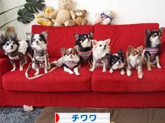 にほんブログ村 犬ブログ チワワへ