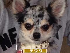 にほんブログ村 犬ブログ チワワへ