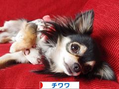 にほんブログ村 犬ブログ チワワへ