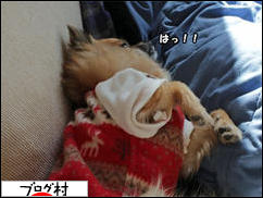 にほんブログ村 犬ブログ チワワへ