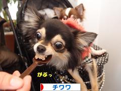 にほんブログ村 犬ブログ チワワへ
