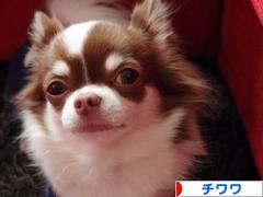にほんブログ村 犬ブログ チワワへ