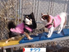 にほんブログ村 犬ブログ チワワへ