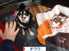 にほんブログ村 犬ブログ チワワへ