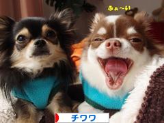にほんブログ村 犬ブログ チワワへ