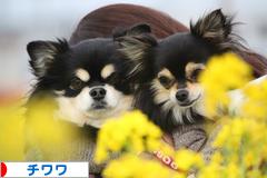 にほんブログ村 犬ブログ チワワへ