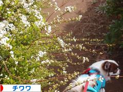 にほんブログ村 犬ブログ チワワへ