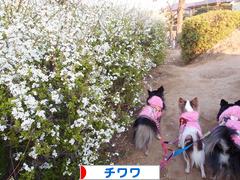 にほんブログ村 犬ブログ チワワへ