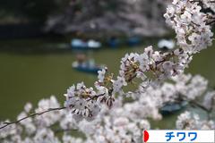 にほんブログ村 犬ブログ チワワへ