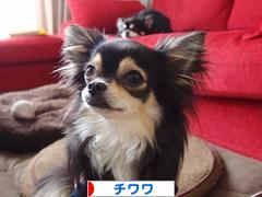 にほんブログ村 犬ブログ チワワへ