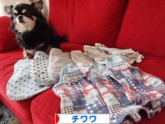 にほんブログ村 犬ブログ チワワへ