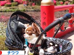 にほんブログ村 犬ブログ チワワへ