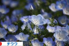 にほんブログ村 犬ブログ チワワへ