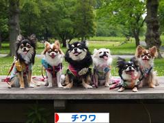 にほんブログ村 犬ブログ チワワへ