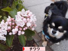 にほんブログ村 犬ブログ チワワへ