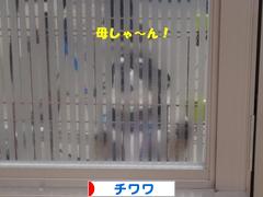 にほんブログ村 犬ブログ チワワへ
