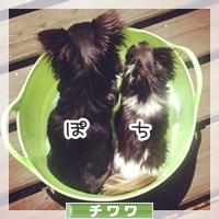 にほんブログ村 犬ブログ チワワへ