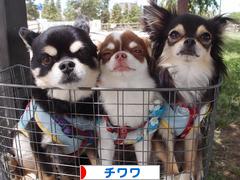 にほんブログ村 犬ブログ チワワへ
