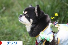 にほんブログ村 犬ブログ チワワへ