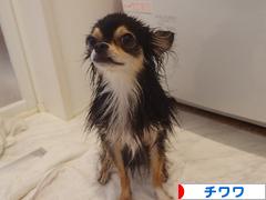 にほんブログ村 犬ブログ チワワへ