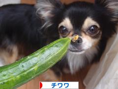 にほんブログ村 犬ブログ チワワへ