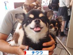 にほんブログ村 犬ブログ チワワへ
