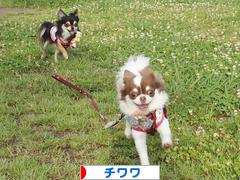 にほんブログ村 犬ブログ チワワへ