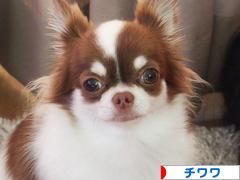 にほんブログ村 犬ブログ チワワへ