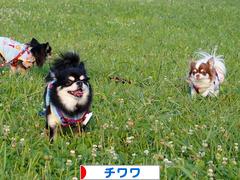 にほんブログ村 犬ブログ チワワへ