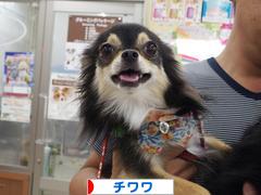 にほんブログ村 犬ブログ チワワへ