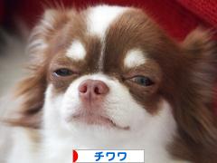 にほんブログ村 犬ブログ チワワへ