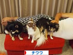 にほんブログ村 犬ブログ チワワへ