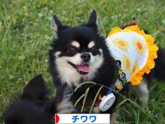 にほんブログ村 犬ブログ チワワへ