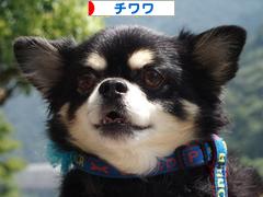 にほんブログ村 犬ブログ チワワへ
