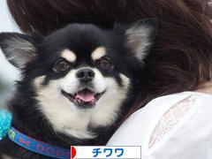 にほんブログ村 犬ブログ チワワへ