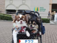 にほんブログ村 犬ブログ チワワへ