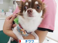 にほんブログ村 犬ブログ チワワへ