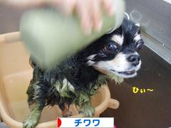 にほんブログ村 犬ブログ チワワへ