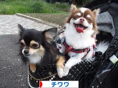 にほんブログ村 犬ブログ チワワへ