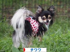 にほんブログ村 犬ブログ チワワへ