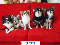 にほんブログ村 犬ブログ チワワへ