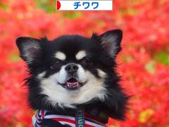 にほんブログ村 犬ブログ チワワへ