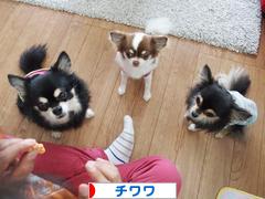 にほんブログ村 犬ブログ チワワへ